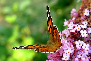 Iconographie - Papillon "Belle dame " Vanessa cardui en juillet