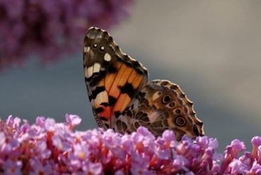 Iconographie - Papillon "Belle dame " Vanessa cardui en juillet