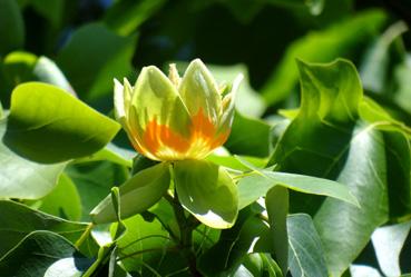 Iconographie - La fleur d'un arbre de l'ancien hospice