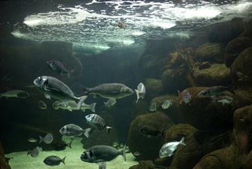 Iconographie - Le marinarium - Le grand aquarium