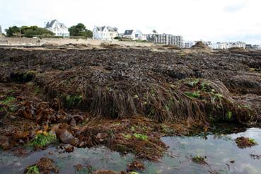 Iconographie - Le marinarium - Algues à marée basse