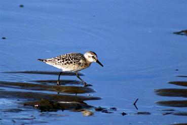 Iconographie - Bécasseau sanderling au large de la Foret Fouesnant