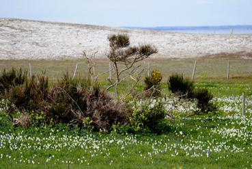 Iconographie - Plantes et dune au large de la Foret Fouesnant