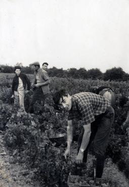 Iconographie - Les vendanges à la Noue Morin, chez Georges Roy