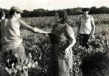 Iconographie - Vendanges chez Georges Roy, la Noue Morin