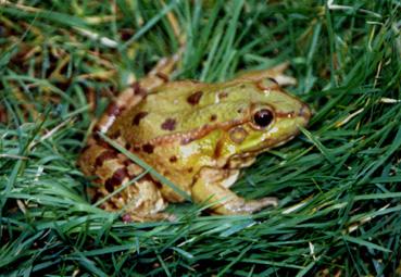 Iconographie - Commerce de grenouilles S.A. Artus - Une grenouille