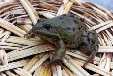 Iconographie - Commerce de grenouilles S.A. Artus - Une grenouille importée