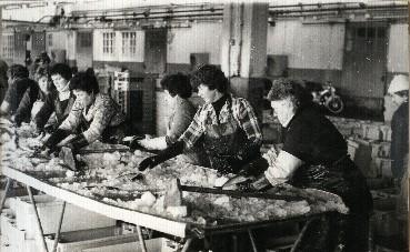 Iconographie - Triage du poisson à la table par dockers féminins