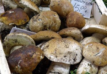 Iconographie - Florence - Halles, champignons frais