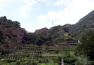 Iconographie - Cesnola - Vignes cultivées sur pergola