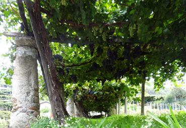 Iconographie - Cesnola - Vignes cultivées sur pergola