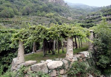 Iconographie - Cesnola - Vignes cultivées sur pergola