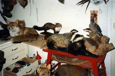 Iconographie - Atelier d'un taxidermiste