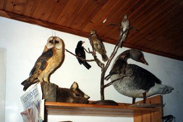 Iconographie - Oiseaux dans l'atelier d'un taxidermiste