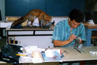 Iconographie - Stage de taxidermiste au CFA de Meaux