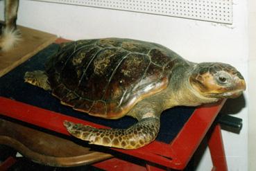 Iconographie - Tortue en cours de préparation chez un taxidermiste