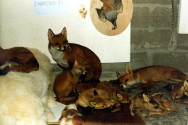 Iconographie - Groupe de renards traité par un taxidermiste