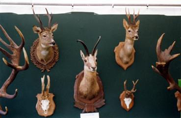 Iconographie - Exposition de têtes de cervidés traitées par taxidermie