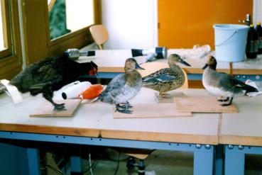 Iconographie - Stage de taxidermistes au CFA de Meaux