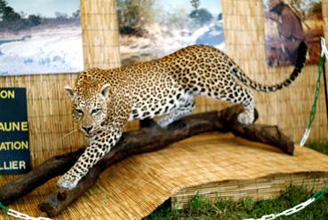 Iconographie - Panthère exposée au salon de la chasse au Gam Fair