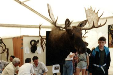 Iconographie - Orignal exposé au salon de la chasse au Gam Fair