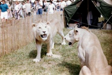 Iconographie - Lions exposés Gam-Fair