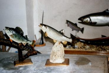 Iconographie - Poissons naturalisés chez le taxidermiste André Minet