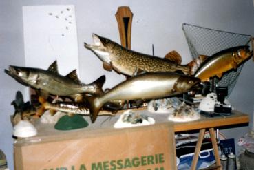 Iconographie - Poissons naturalisés chez le taxidermiste André Minet