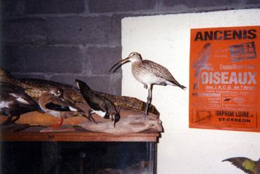 Iconographie - Atelier du taxidermiste Aristide Angebault