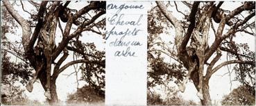 Iconographie - Argonne - Cheval projeté dans un arbre