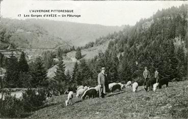 Iconographie - Les gorges d'Avèze - Un pâturage