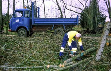 Iconographie - Après la tempête, le personnel communal assure la coupe d'arbres