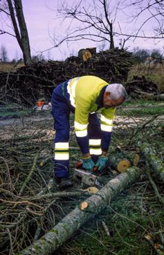 Iconographie - Après la tempête, le personnel communal assure la coupe d'arbres