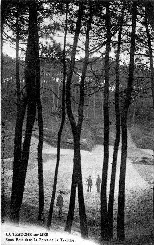 Iconographie - Sous bois dans la forêt de la Tranche