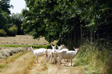 Iconographie - L'arrivée des chèvres pour l'éco-pâturage