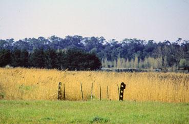 Iconographie - Terrain de camping en bordure de la forêt, vu du marais