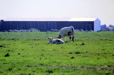 Iconographie - Pâturage près de la ferme Villeneuve