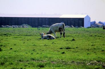 Iconographie - Pâturage près de la ferme Villeneuve