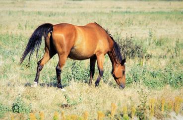 Iconographie - Cheval au pâturage dans le marais