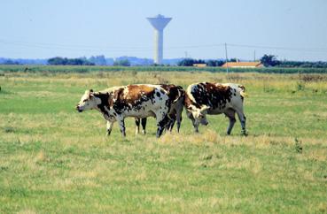 Iconographie - Pâturage près de la ferme Villeneuve