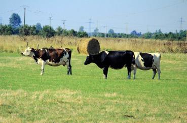 Iconographie - Pâturage près de la ferme Villeneuve