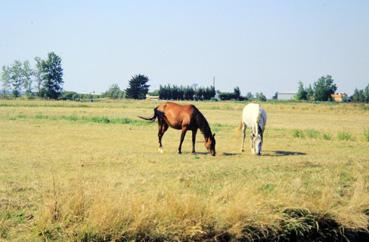 Iconographie - Chevaux au pâturage dans le marais