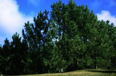 Iconographie - Sentier pédestre Saint-Jean - Notre-Dame, la forêt de pins