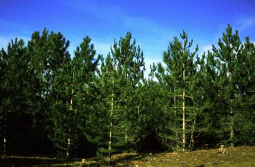 Iconographie - Sentier pédestre Saint-Jean - Notre-Dame, la forêt de pins