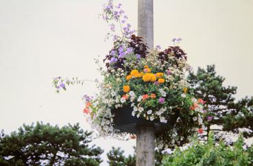 Iconographie - Fleurissement - Terre-plein central, avenue de la Forêt