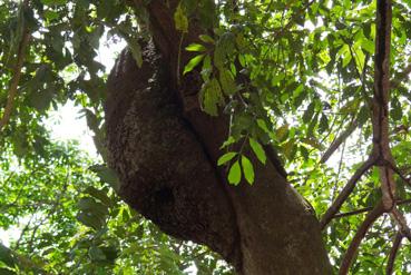 Iconographie - Une termitière accrochée dans un arbre