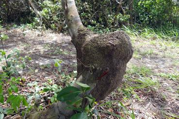 Iconographie - Une termitière accrochée dans un arbre
