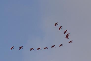 Iconographie - Ibis rouge (Eudocimus ruber)