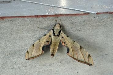 Iconographie - Papillon de la famille des Hétérocères