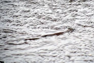 Iconographie - Frétillement à la surface de l'eau sur le fleuve Mana